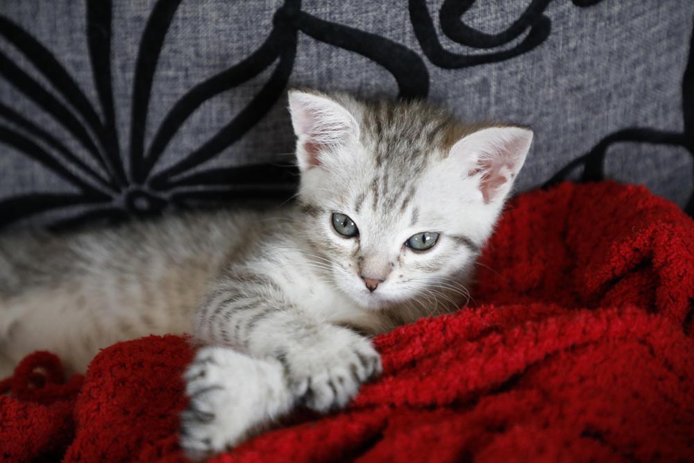 Mâle Désert Lynx (Highland Lynx aux oreilles droites)