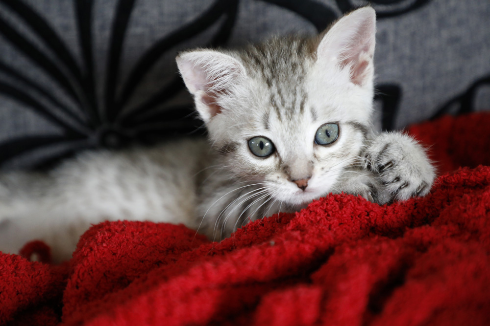 Mâle Désert Lynx (Highland Lynx aux oreilles droites)