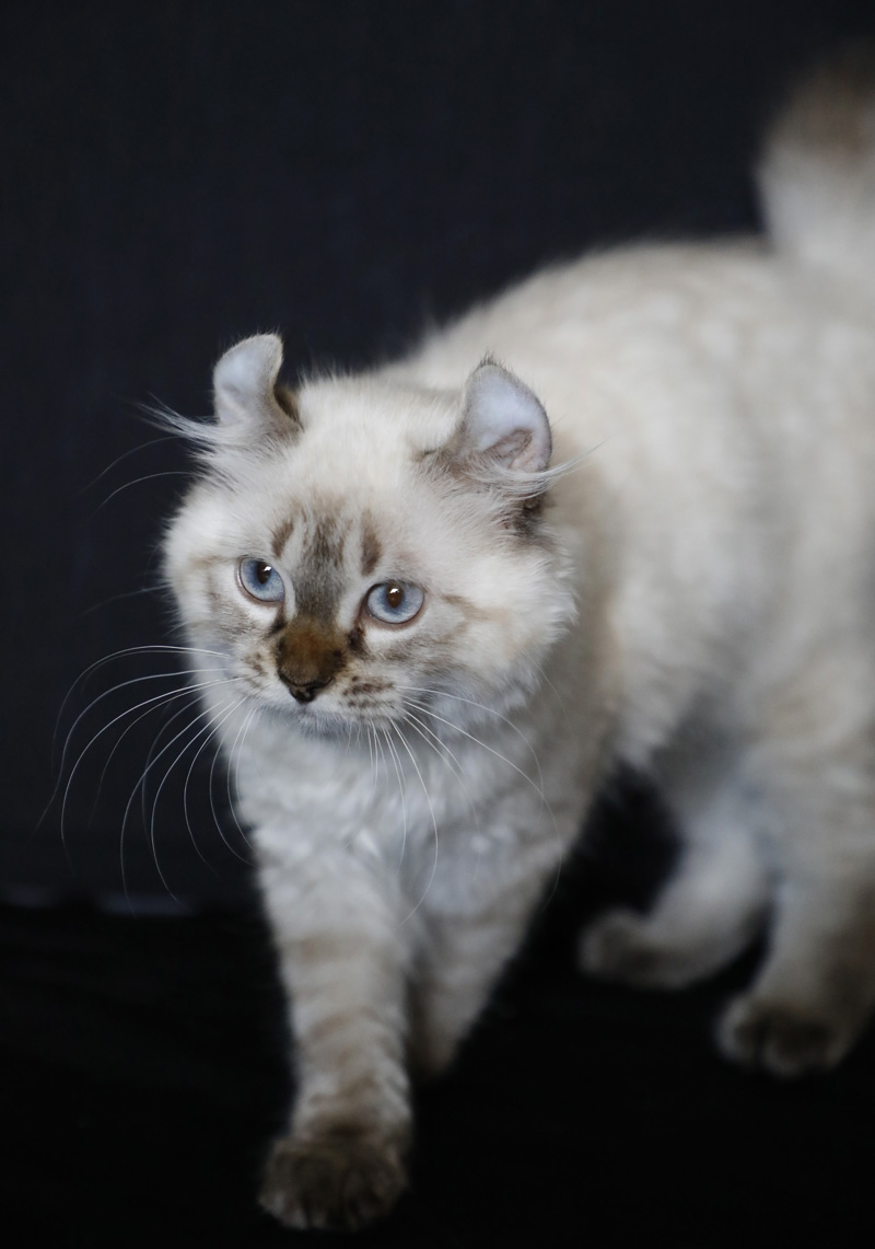 Femelle Highland Lynx