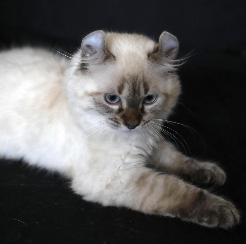 Femelle Highland Lynx