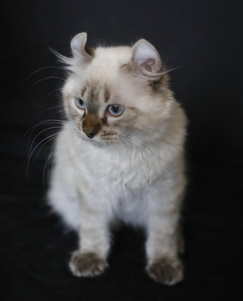 Femelle Highland Lynx