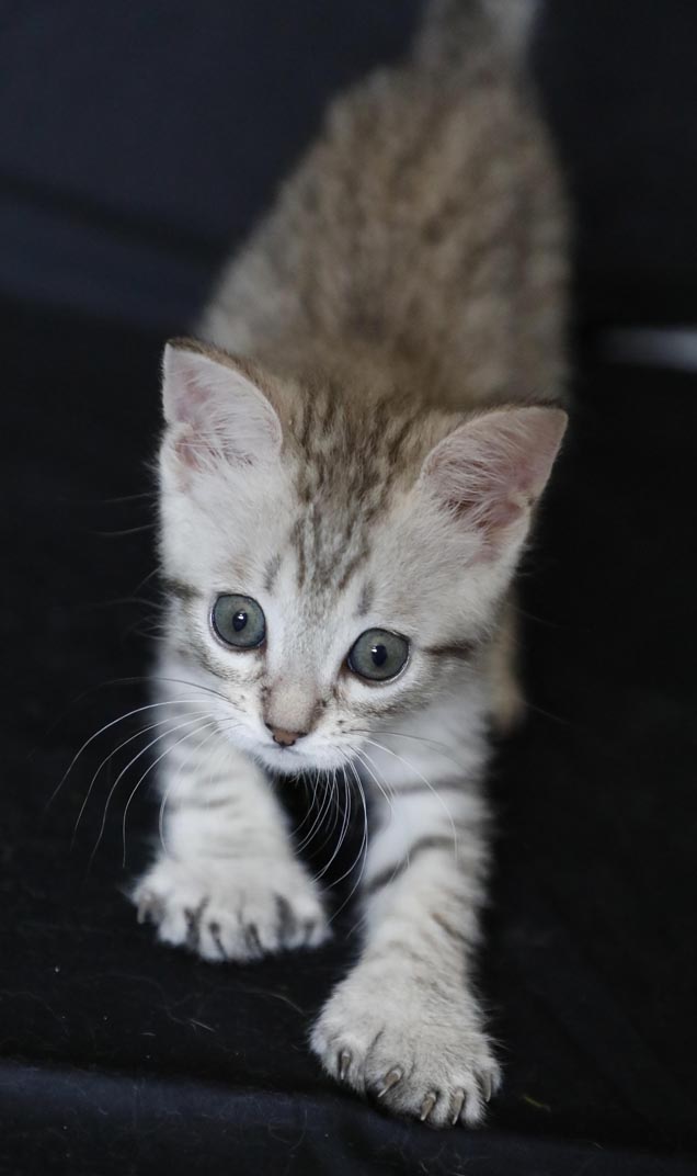Mâle Désert Lynx (Highland Lynx aux oreilles droites)
