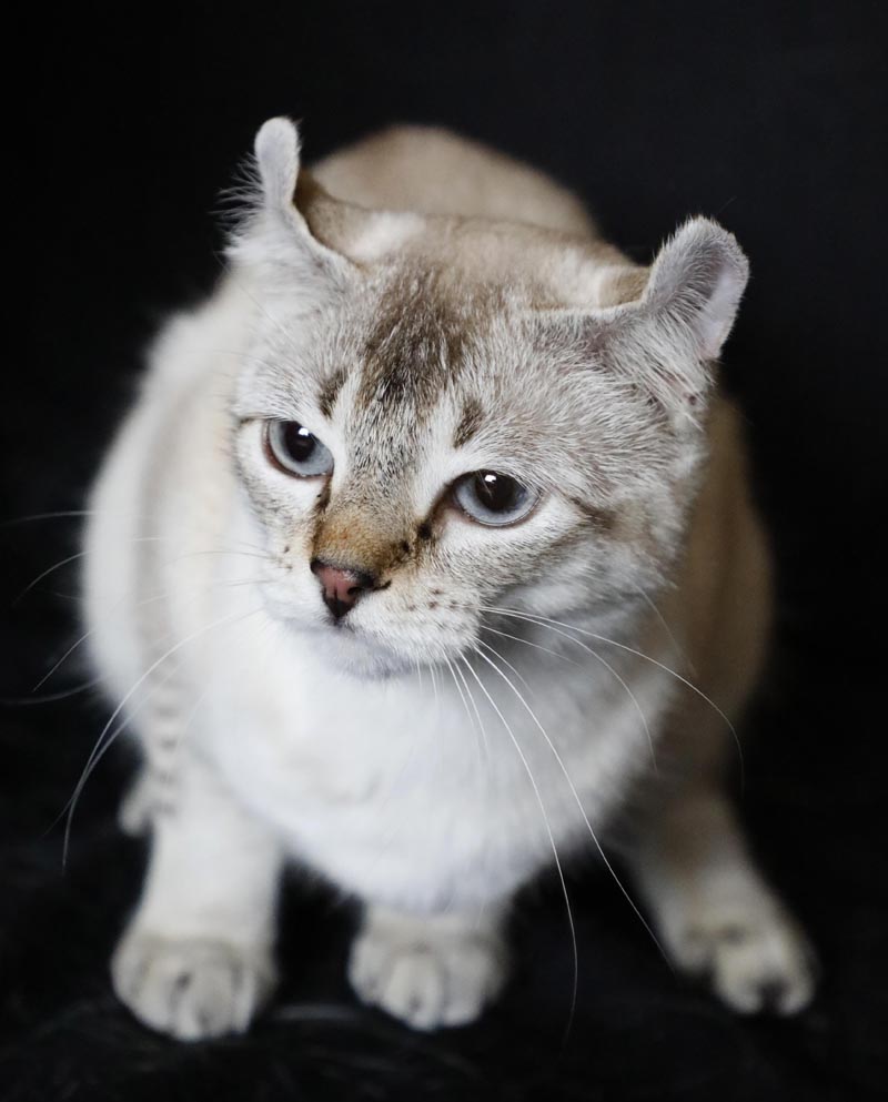 Femelle Highland Lynx