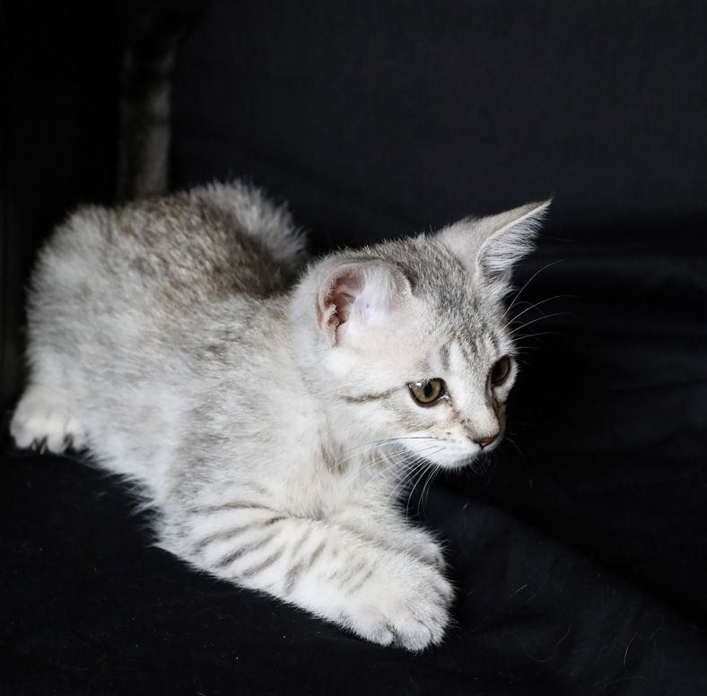 Mâle Désert Lynx (Highland Lynx aux oreilles droites)