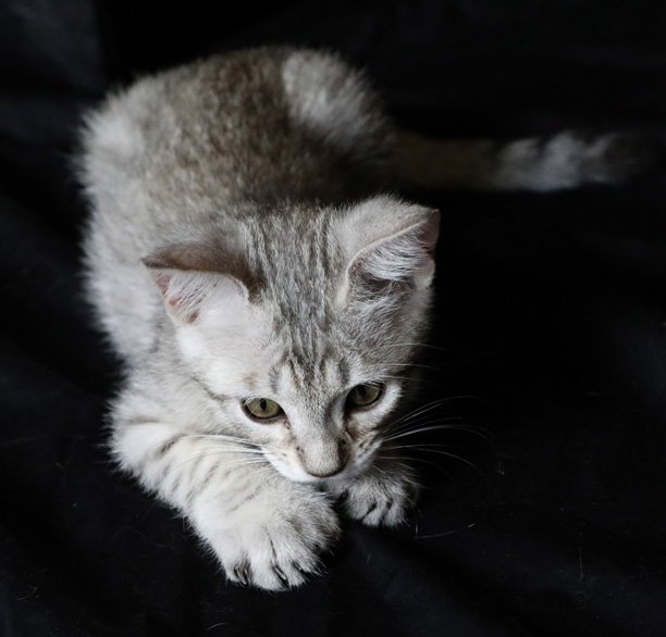 Mâle Désert Lynx (Highland Lynx aux oreilles droites)