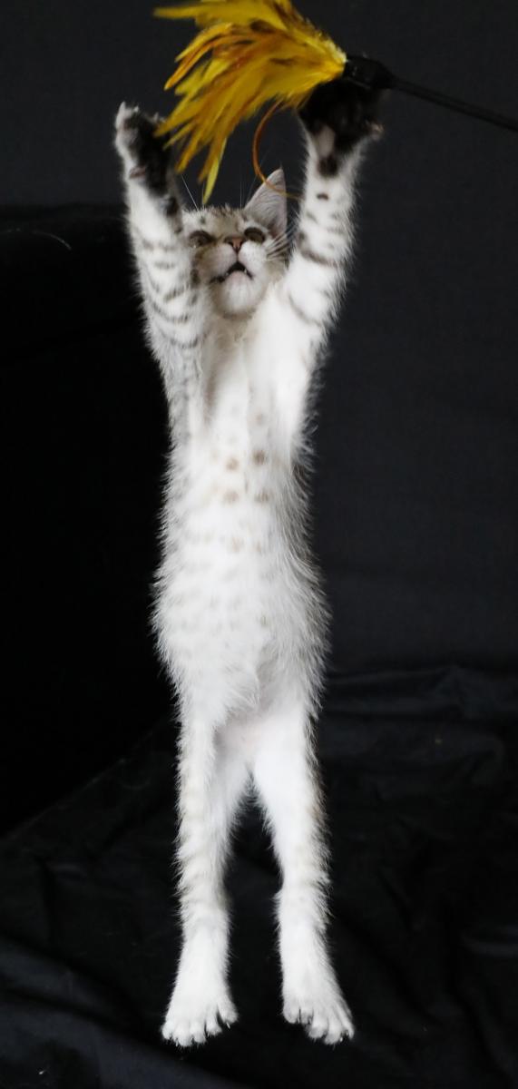 Mâle Désert Lynx (Highland Lynx aux oreilles droites)