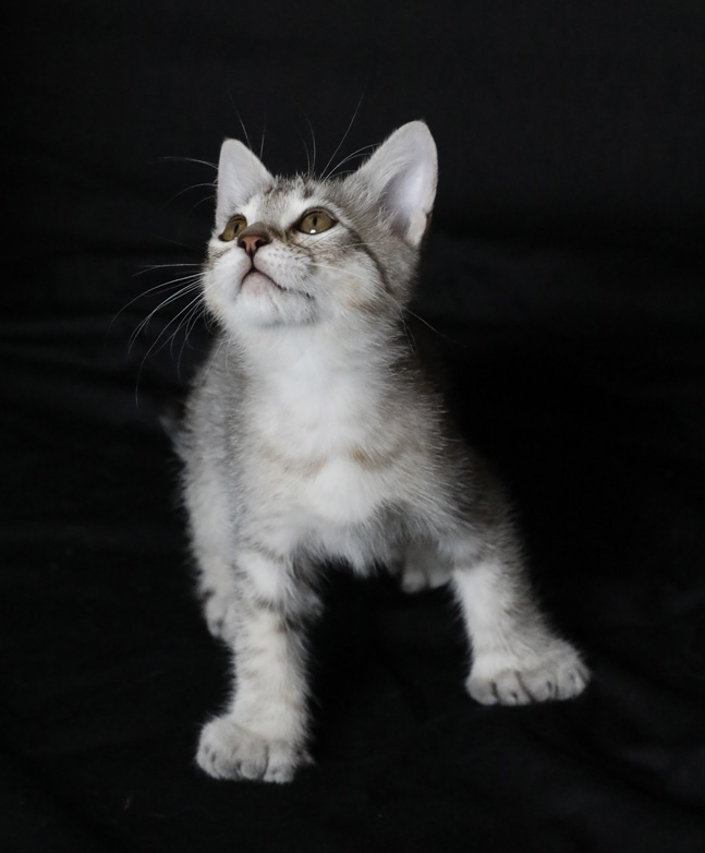 Mâle Désert Lynx (Highland Lynx aux oreilles droites)