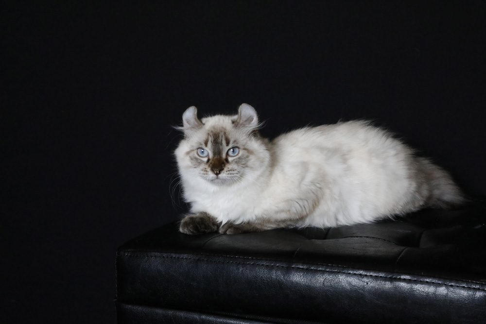 Femelle Highland Lynx