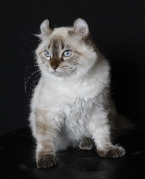 Femelle Highland Lynx