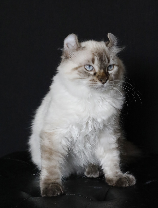 Femelle Highland Lynx