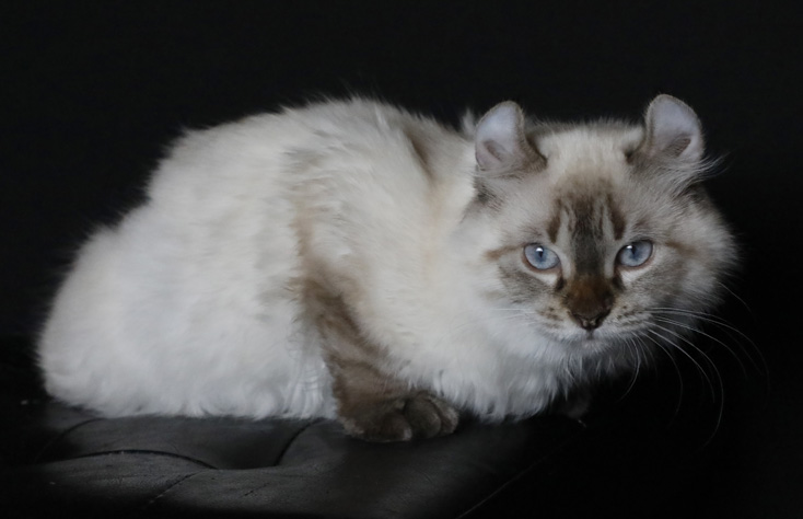 Femelle Highland Lynx