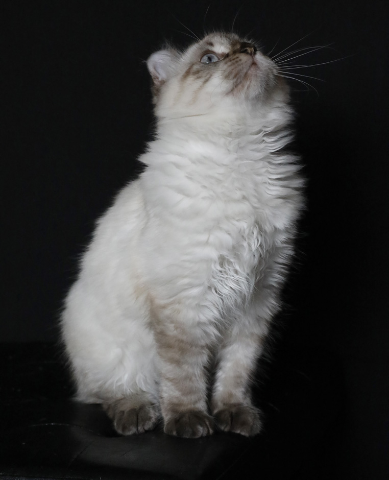 Femelle Highland Lynx