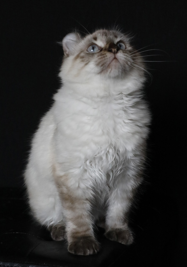 Femelle Highland Lynx