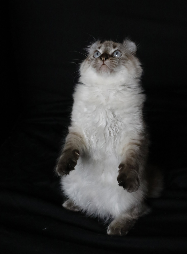 Femelle Highland Lynx