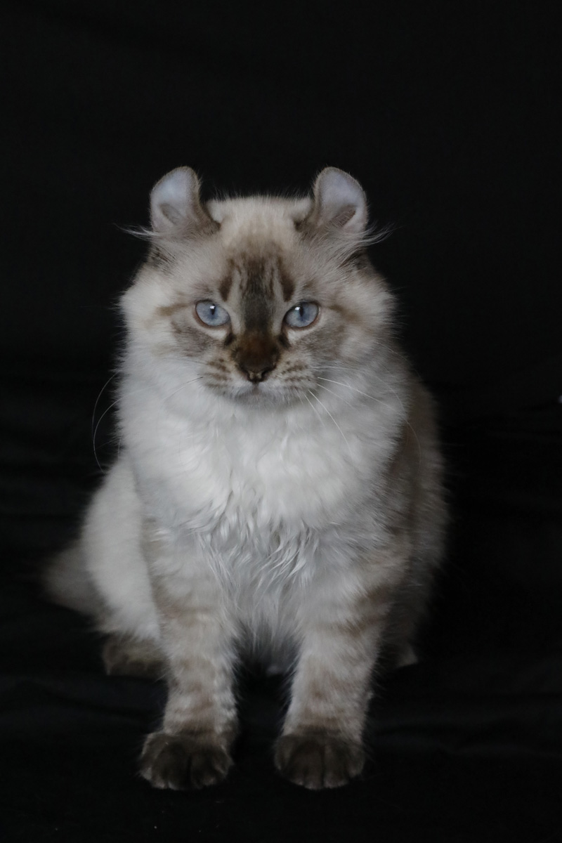 Femelle Highland Lynx