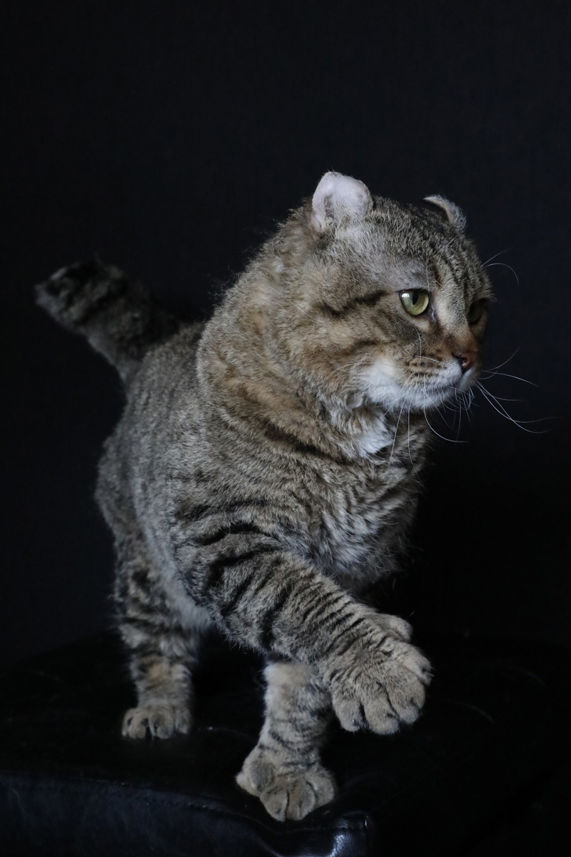 Chat mâle Mohave Bob (Highland Lynx au poil rex)