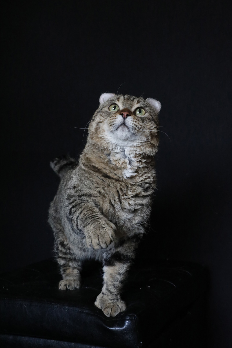 Chat mâle Mohave Bob (Highland Lynx au poil rex)