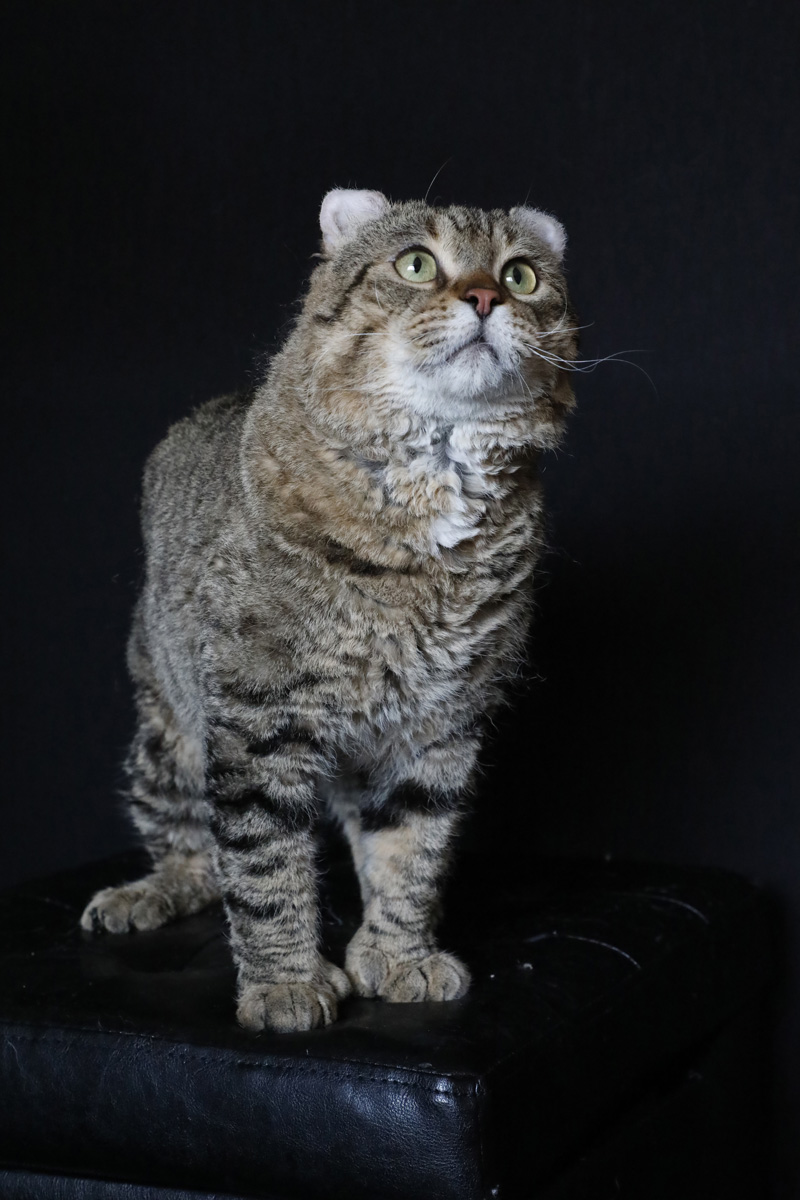 Chat mâle Mohave Bob (Highland Lynx au poil rex)