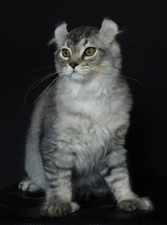 Mâle Highland Lynx