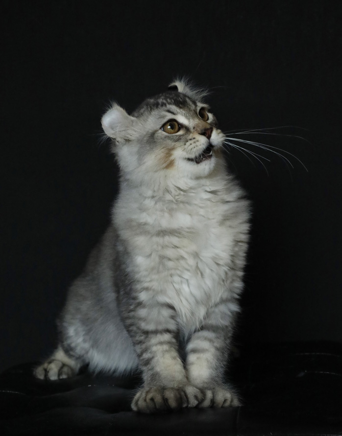 Mâle Highland Lynx