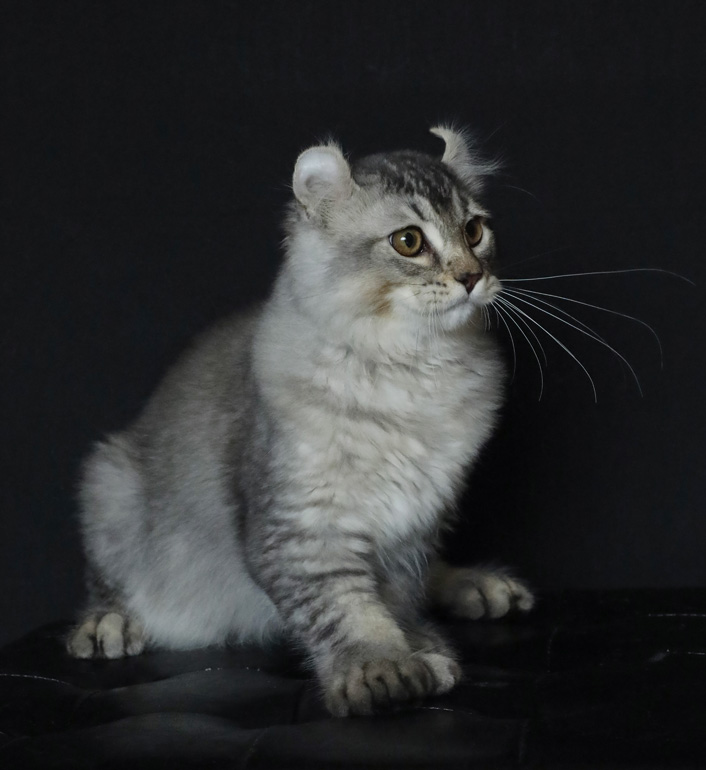 Mâle Highland Lynx