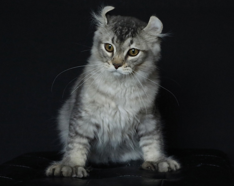 Mâle Highland Lynx