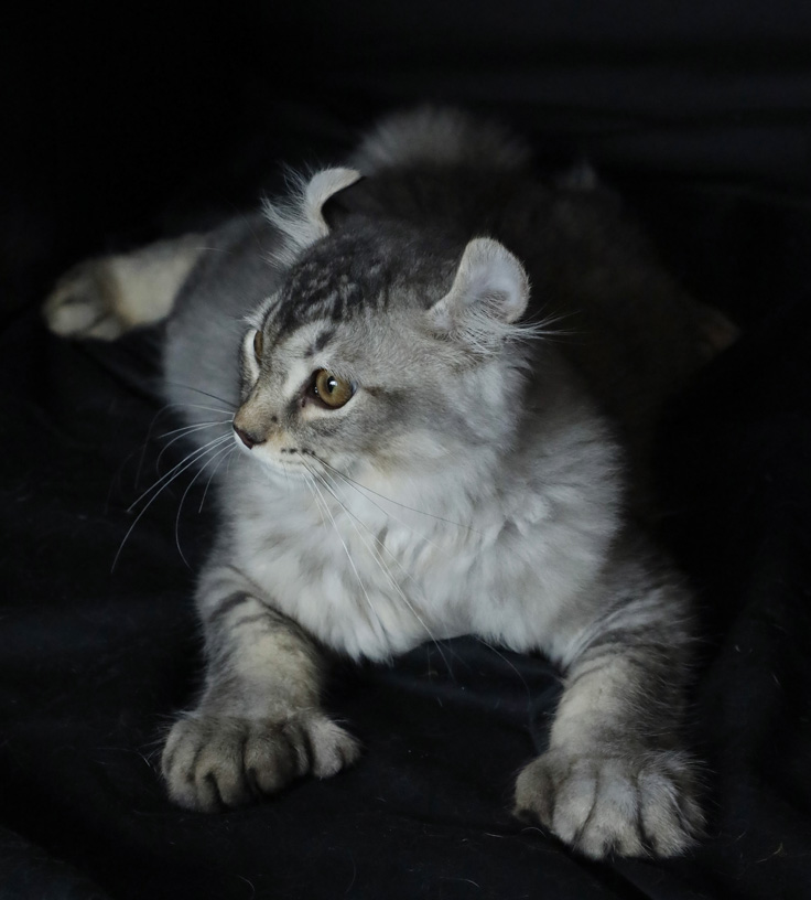 Mâle Highland Lynx