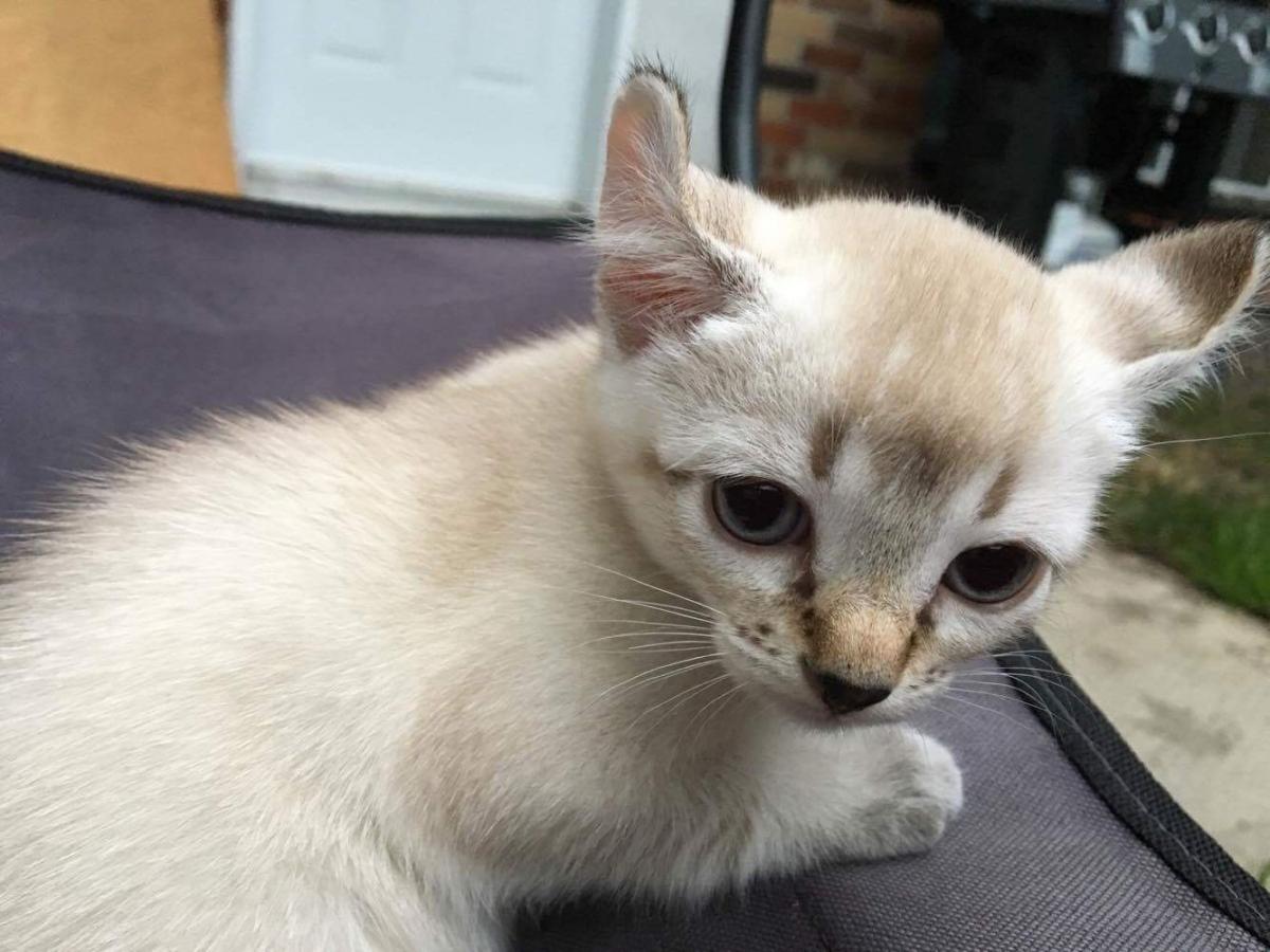 Femelle Highland Lynx