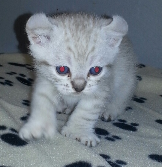 Femelle Highland Lynx