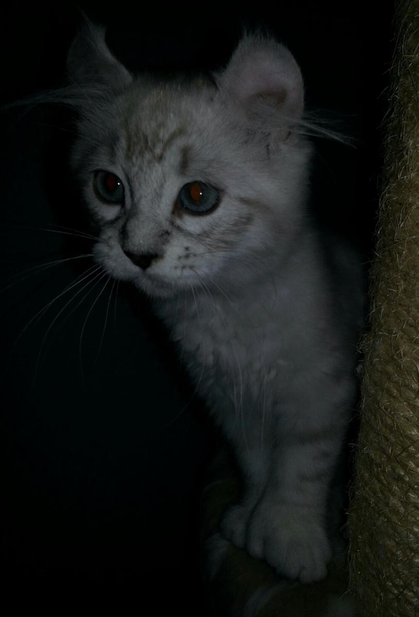 Femelle Highland Lynx