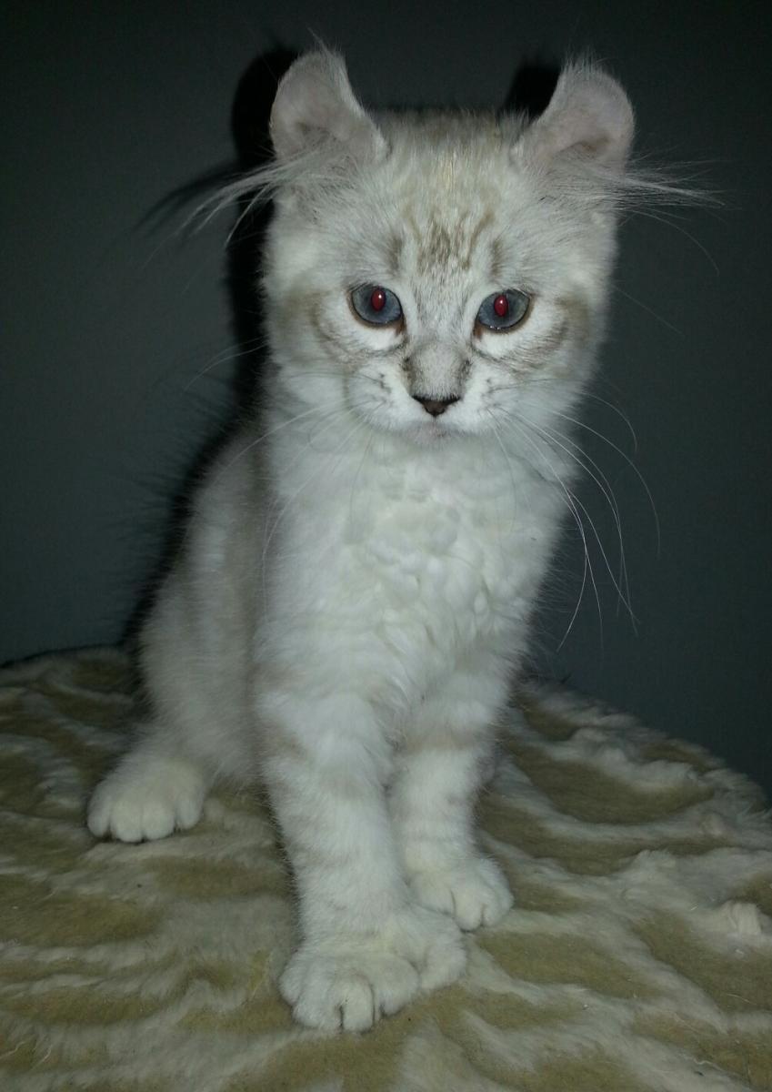 Femelle Highland Lynx
