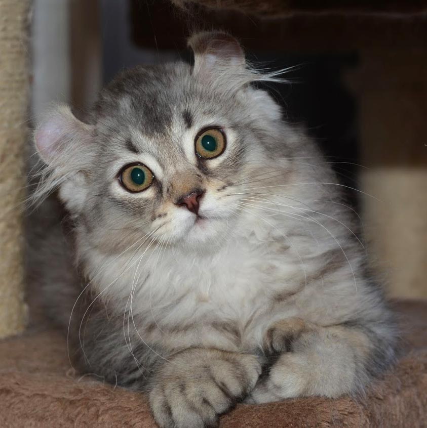 Mâle Highland Lynx