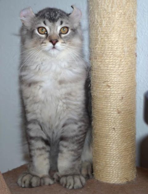 Mâle Highland Lynx