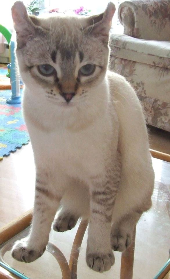 Femelle Highland Lynx