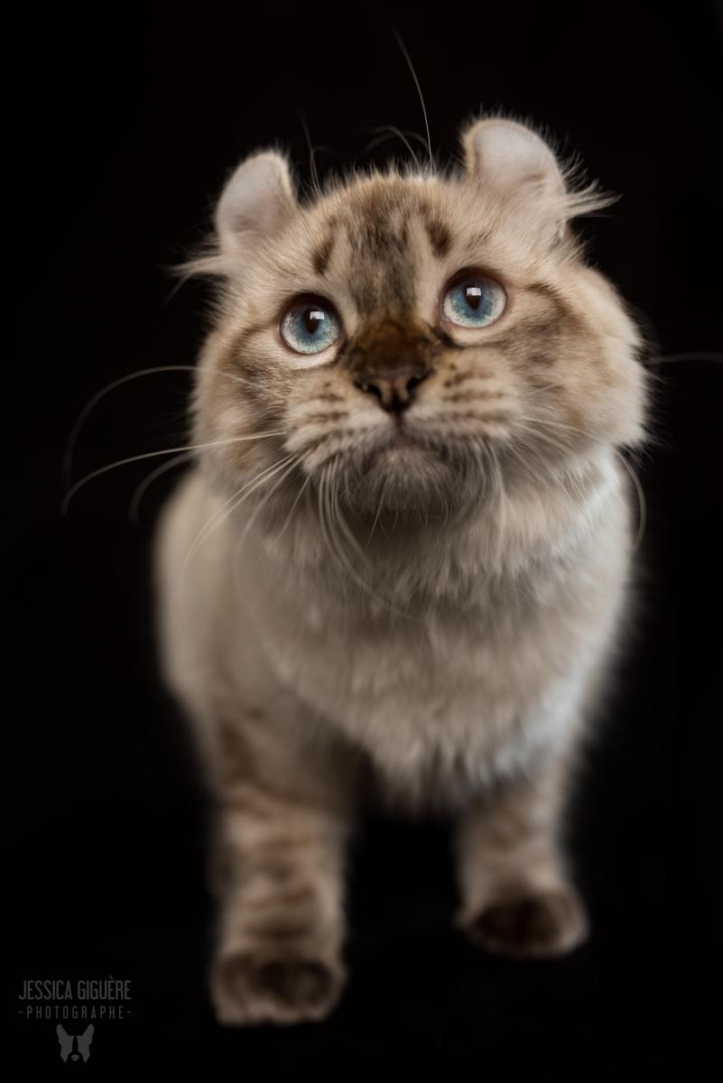 Femelle Highland Lynx