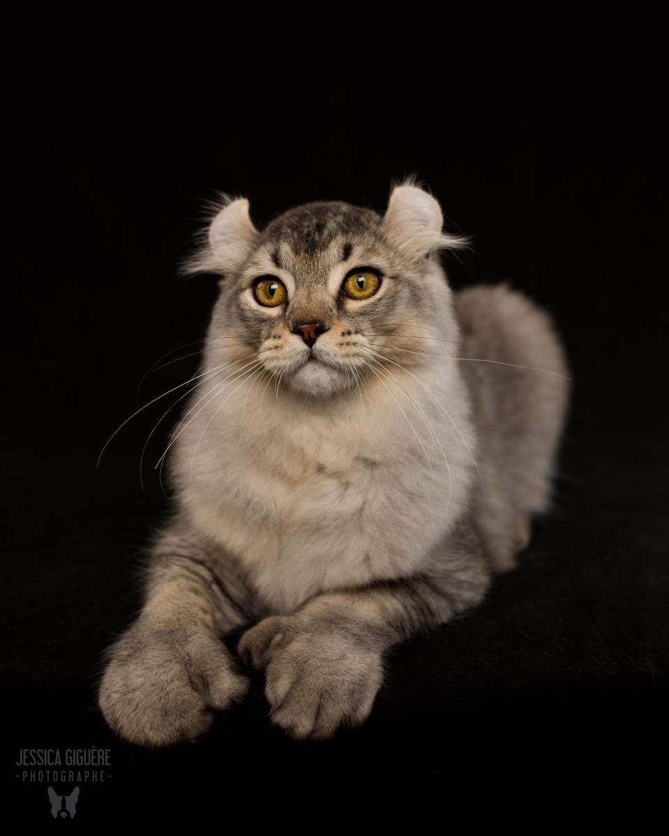 Mâle Highland Lynx