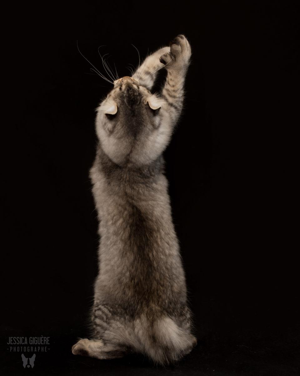 Mâle Highland Lynx