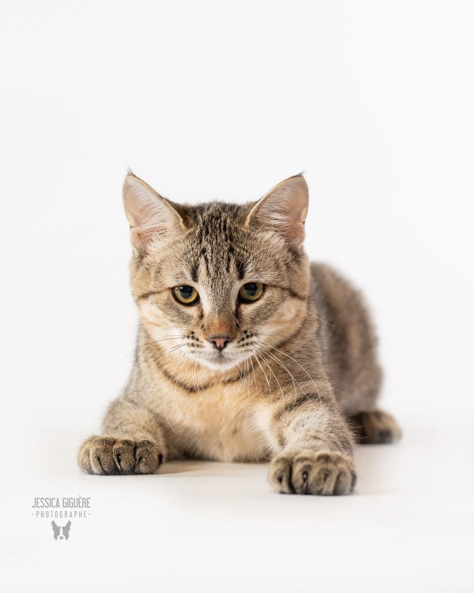 Femelle Pixie-Bob