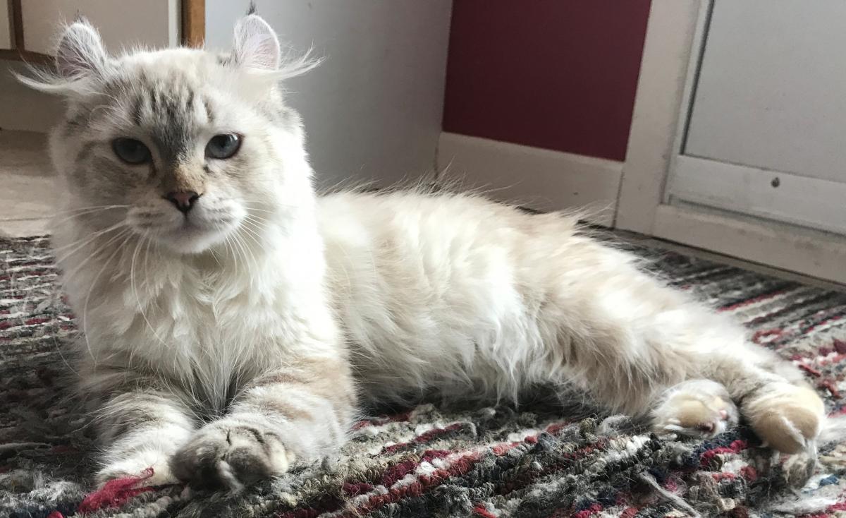 Femelle Highland Lynx