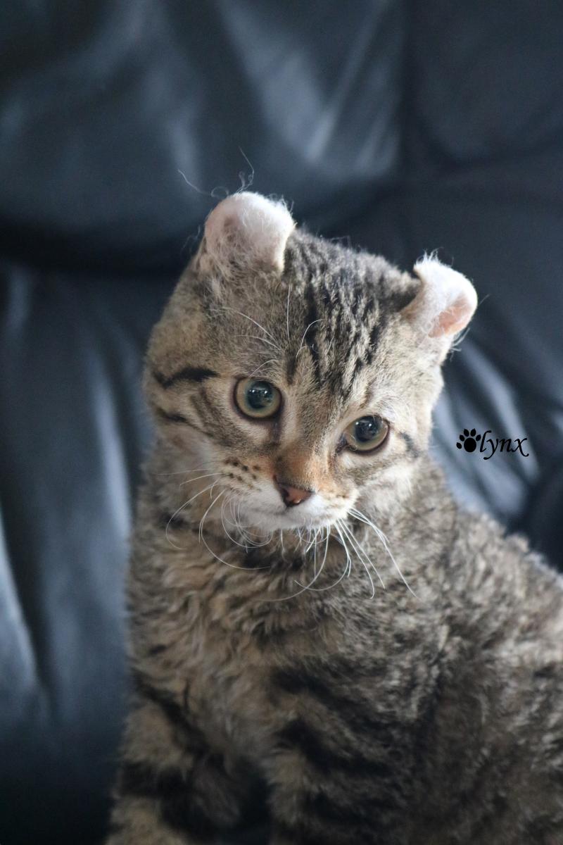 Chat mâle Mohave Bob (Highland Lynx au poil rex)