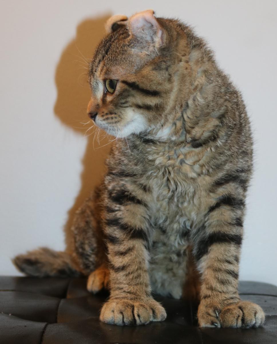 Chat mâle Mohave Bob (Highland Lynx au poil rex)