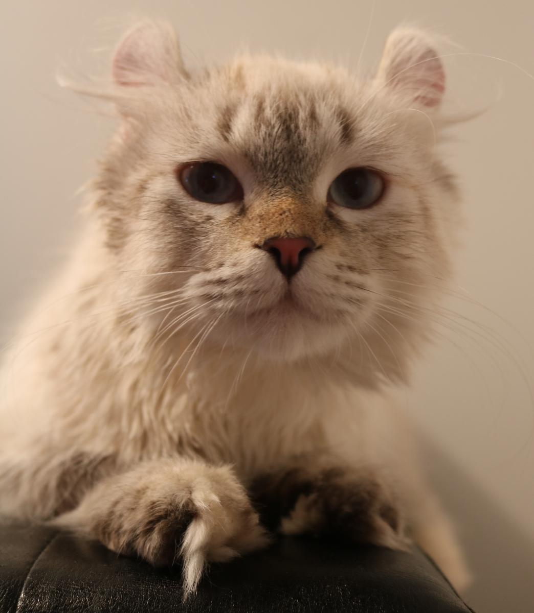 Femelle Highland Lynx
