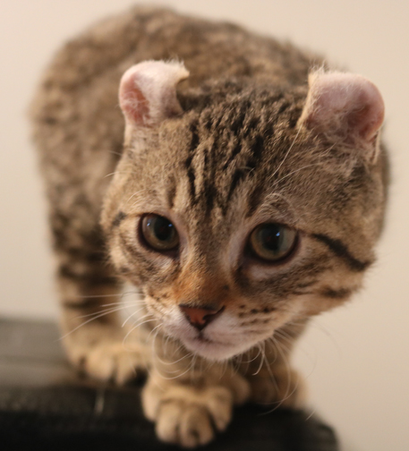 Chat mâle Mohave Bob (Highland Lynx au poil rex)