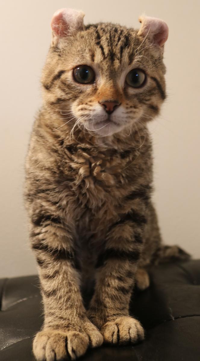 Chat mâle Mohave Bob (Highland Lynx au poil rex)