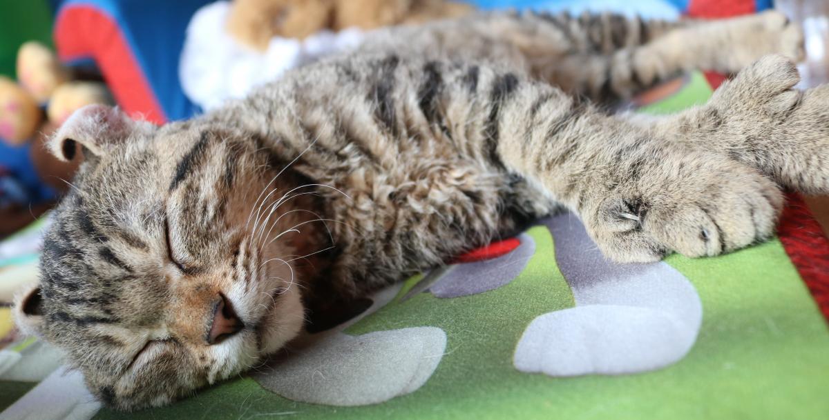 Chat mâle Mohave Bob (Highland Lynx au poil rex)