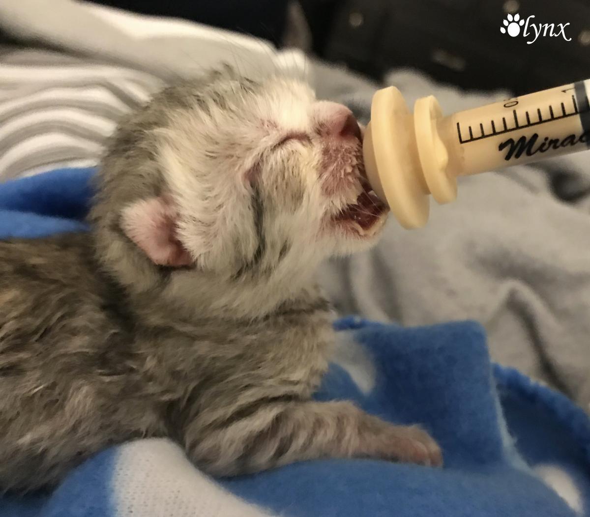 Mâle Désert Lynx (Highland Lynx aux oreilles droites)