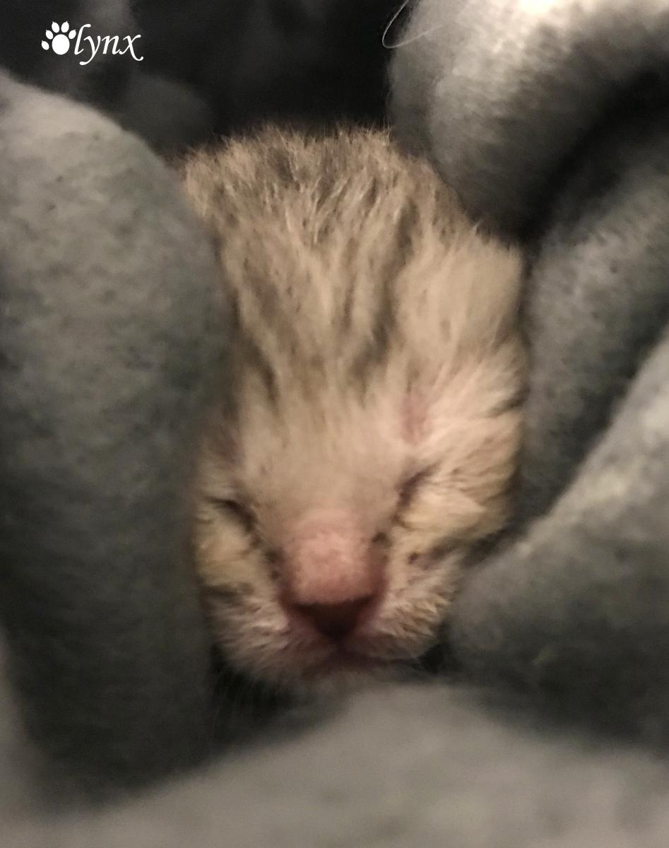 Mâle Désert Lynx (Highland Lynx aux oreilles droites)