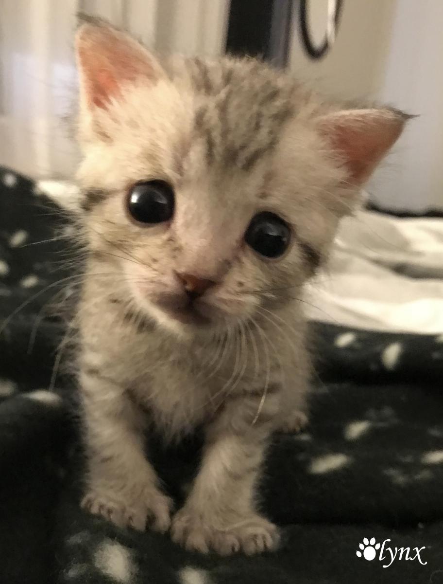 Mâle Désert Lynx (Highland Lynx aux oreilles droites)