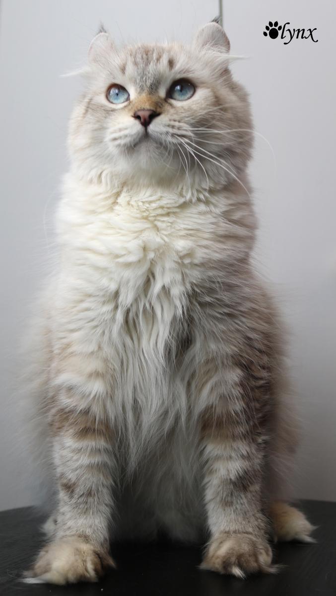 Femelle Highland Lynx