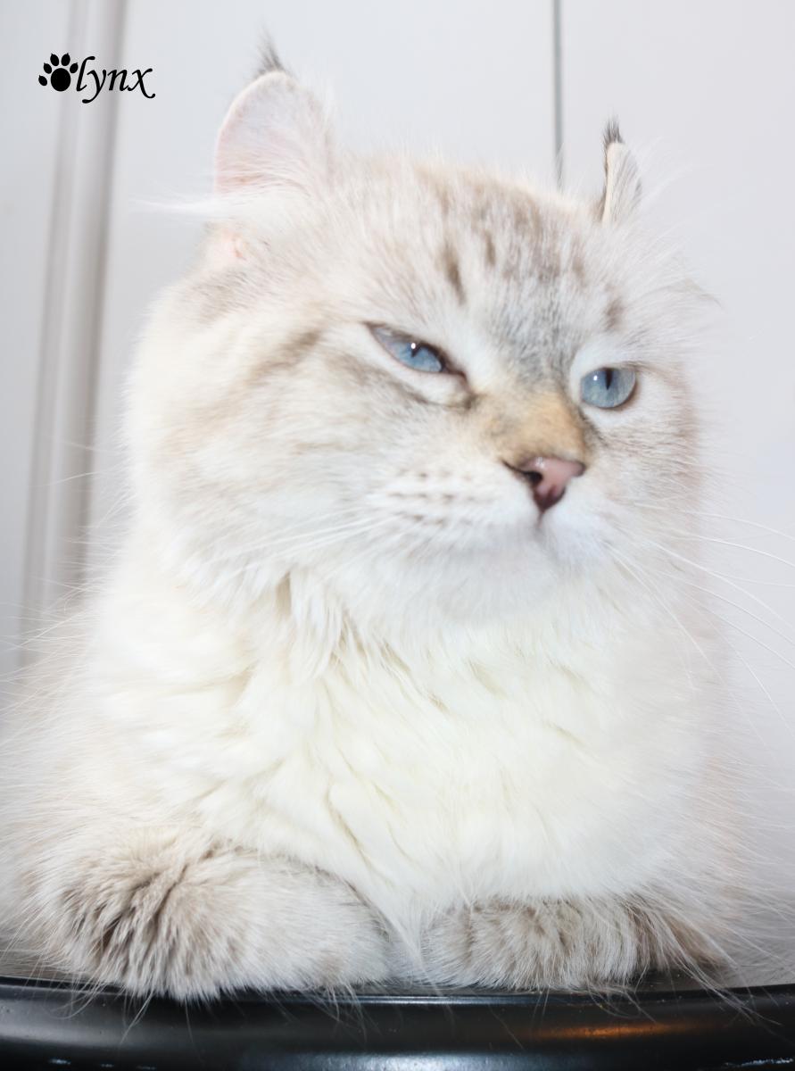 Femelle Highland Lynx